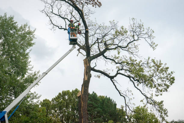 Reliable Prairie Grove, AR Tree Care Services Solutions